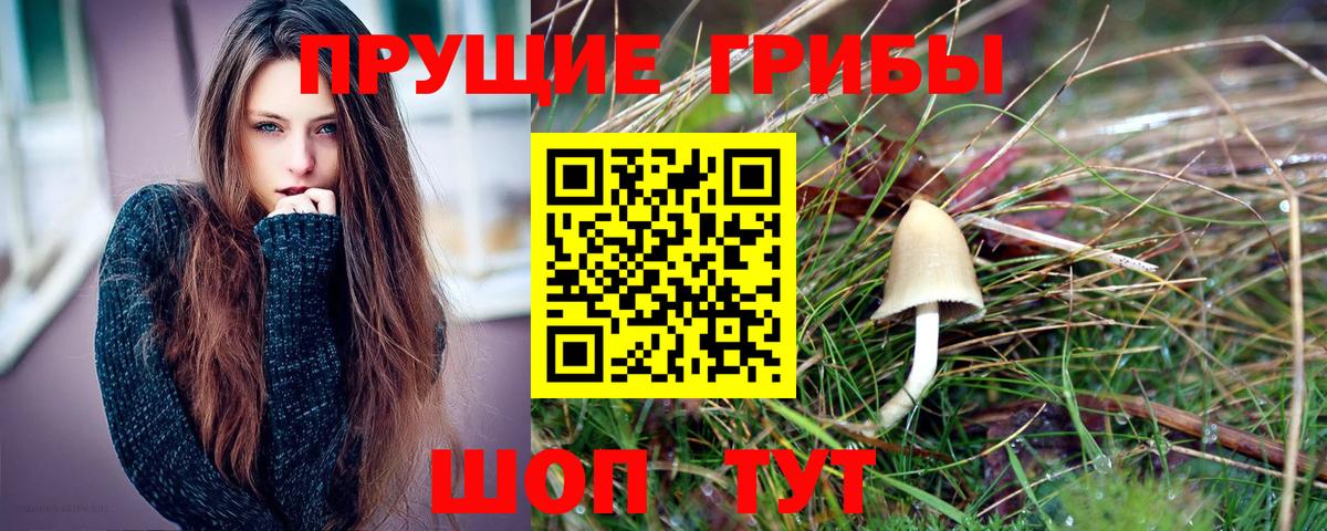 Псилоцибиновые грибы Psilocybe Кисловодск